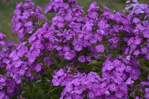 Phlox paniculata 'Cover Girl' 